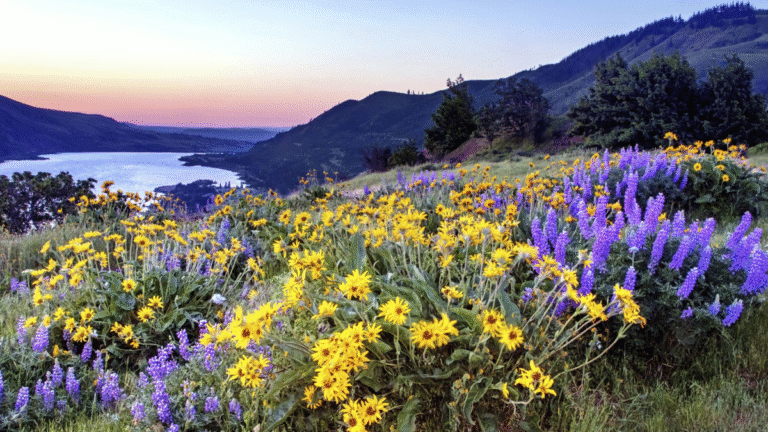 Top Budget-Friendly Cities in Oregon for Homebuyers